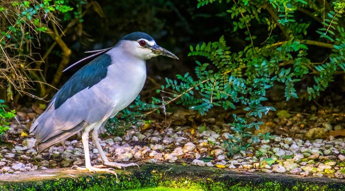 Nie bądź ślepy na ślepowrona