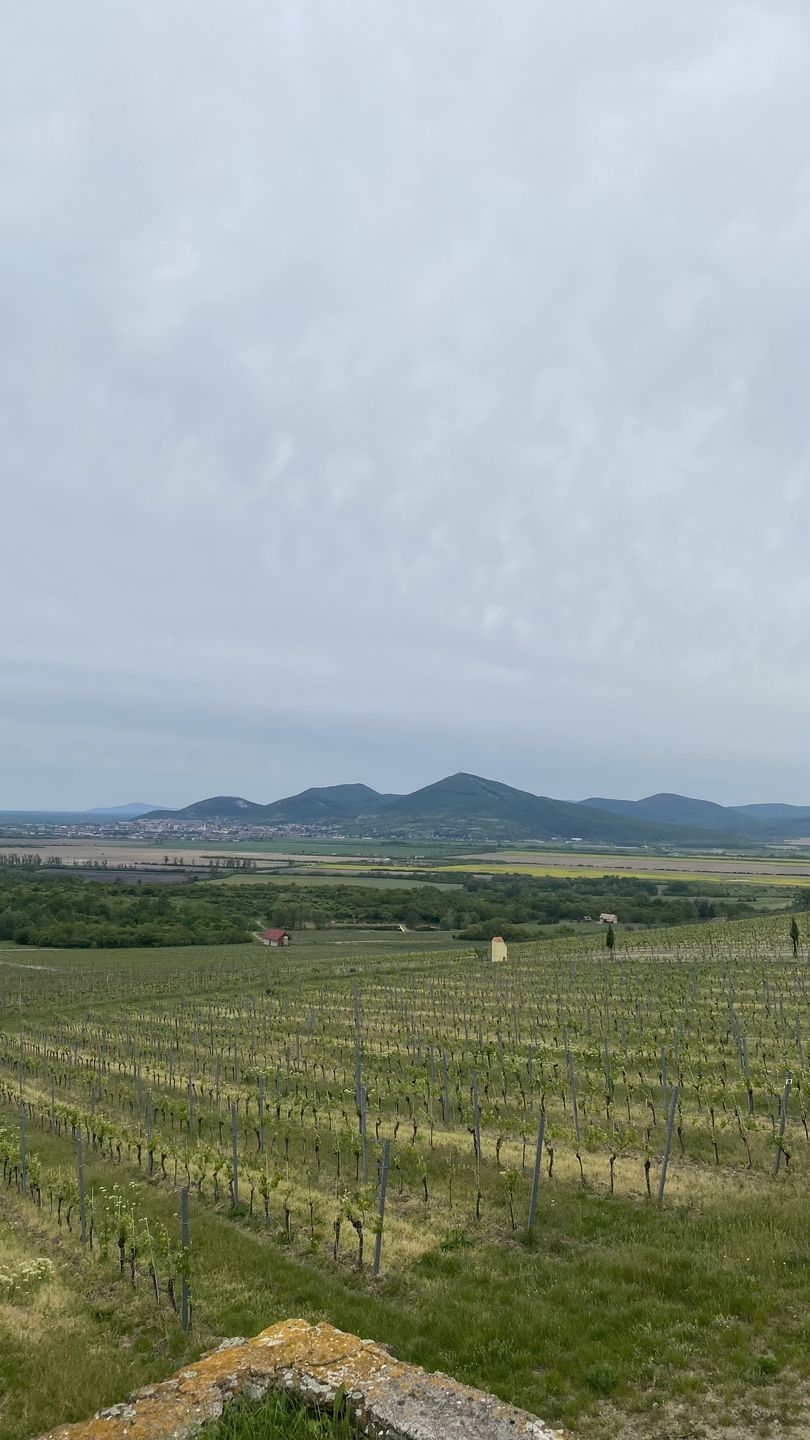 Pola pokryte plantacjami winogron - tak wygląda słowacki Tokaj