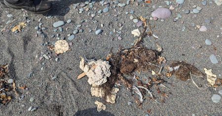 Tajemnicza maź na plaży. Nie zawiera materiału biologicznego