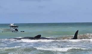 Przykre znalezisko na plaży w USA. Ratownicy nie mogli nic zrobić
