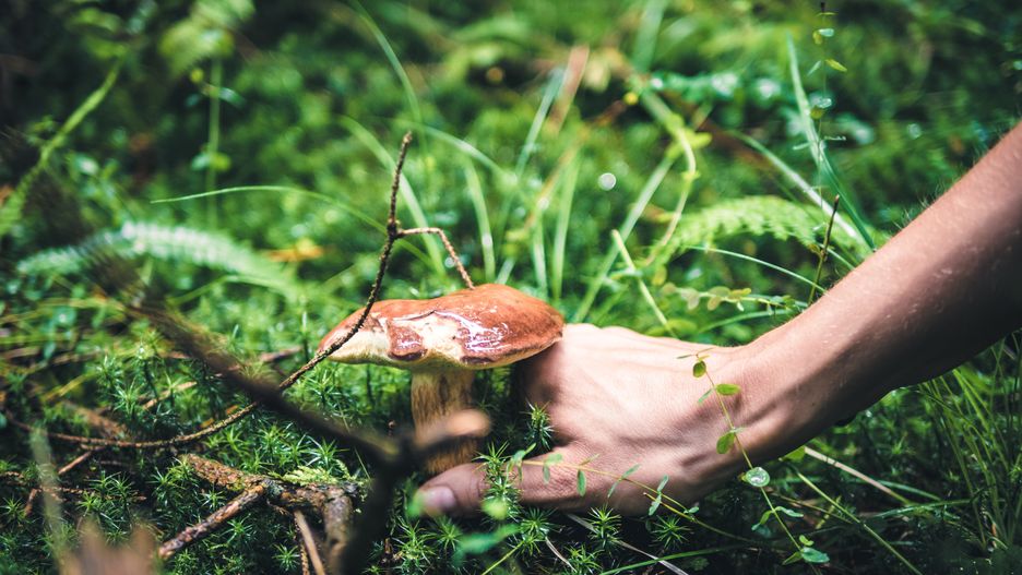 Mandat za grzyby? Grzybobranie 2023 może być kosztowne