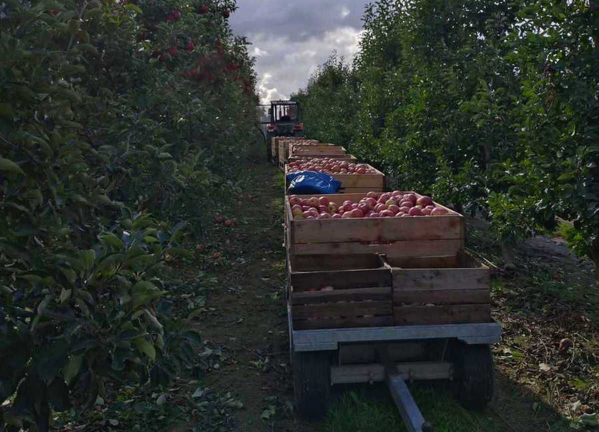 Opole Lubelskie: 58-latka ranna podczas zbioru jabłek w sadzie