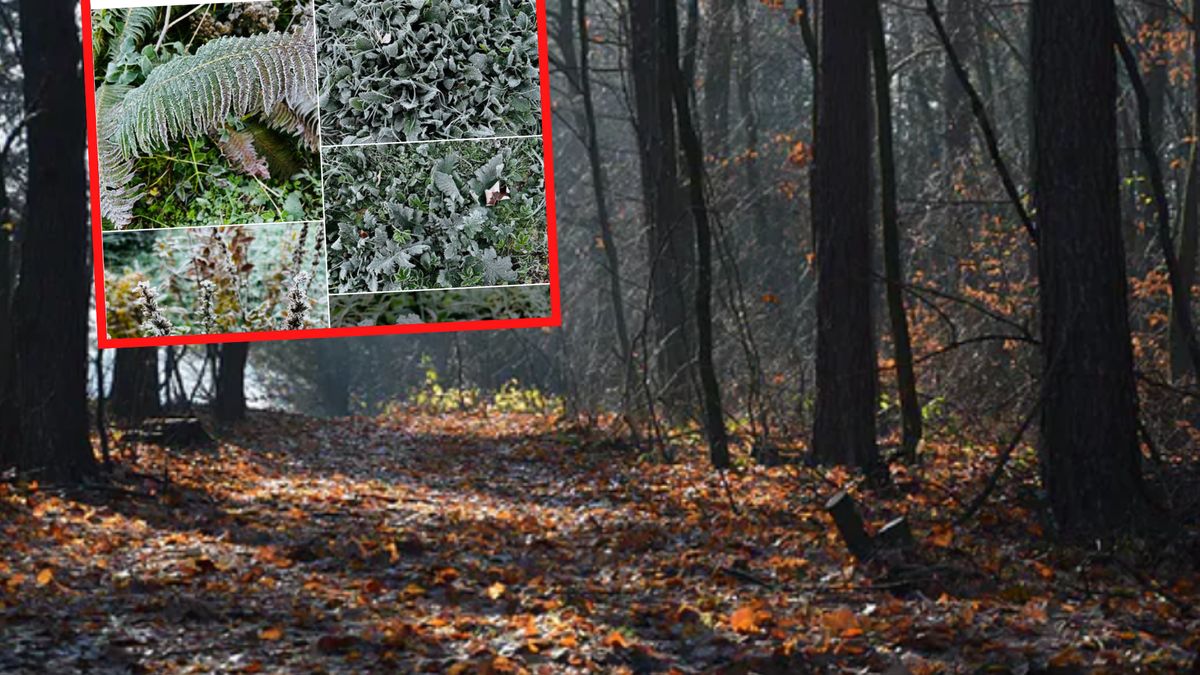 Pokazali zdjęcie z lasu. "Zaczęło się..."