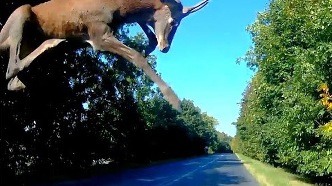Tego nie dało się przewidzieć. Jeleń przeskoczył samochód