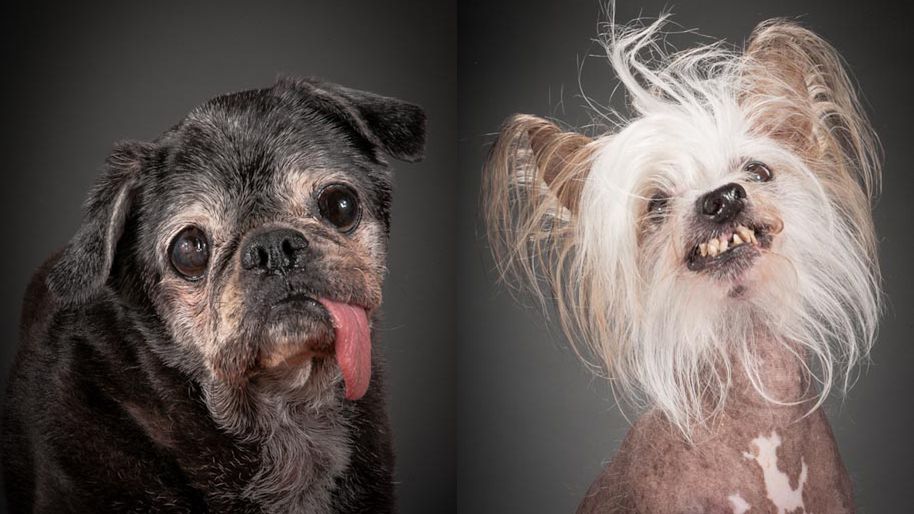 Stare, ale kochane. Piękne studyjne portrety leciwych psów 1