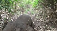 Stado martwych słoni. Makabryczne odkrycie leśników z Indii