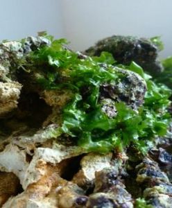 Sukces celników. 170 kg rafy koralowej zamiast na Ukrainę trafi do gdyńskiego oceanarium