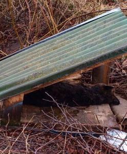 Na drodze do Malborka ktoś porzucił martwego psa wraz z budą. Policja szuka sprawcy