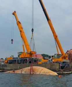 Akcja wyławiania kilkunastu tonowego wieloryba zakończona. Olbrzym jest już na brzegu
