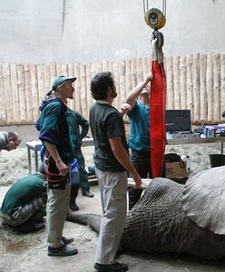 Słynnemu słoniowi z poznańskiego zoo usunięto ząb