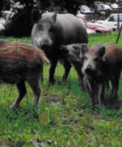 W Gdyni pojawia się coraz więcej dzików