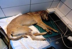 Dwa brutalne przypadki znęcania się nad zwierzętami na Pomorzu w jednym tygodniu. To już plaga?