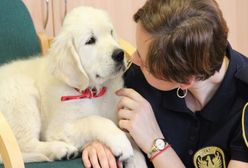 Do gdańskiego garnizonu dołączył nowy strażnik. To czteromiesięczny Marley