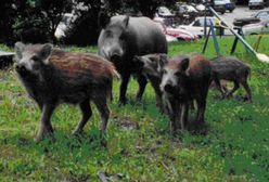 Plaga dzików w Gdyni