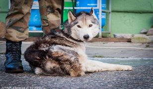 Wzrasta liczba bezdomnych zwierząt. Większość z opiekunów nie trafia do więzień