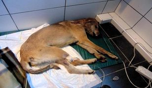 Dwa brutalne przypadki znęcania się nad zwierzętami na Pomorzu w jednym tygodniu. To już plaga?
