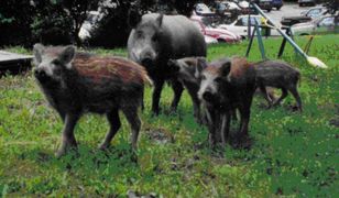 W Gdyni pojawia się coraz więcej dzików