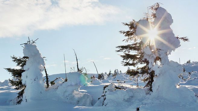Kosodrzewina przy szlaku na Śnieżkę