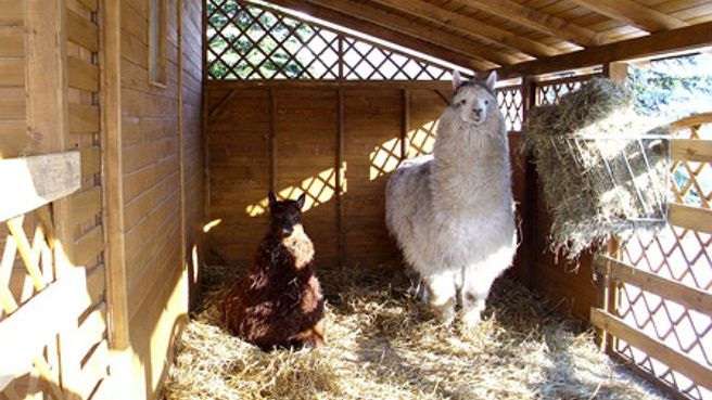 Szopka w Śląskim Ogrodzie Zoologicznym