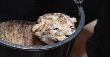 W gdańskim zoo urodziło się lwiątko