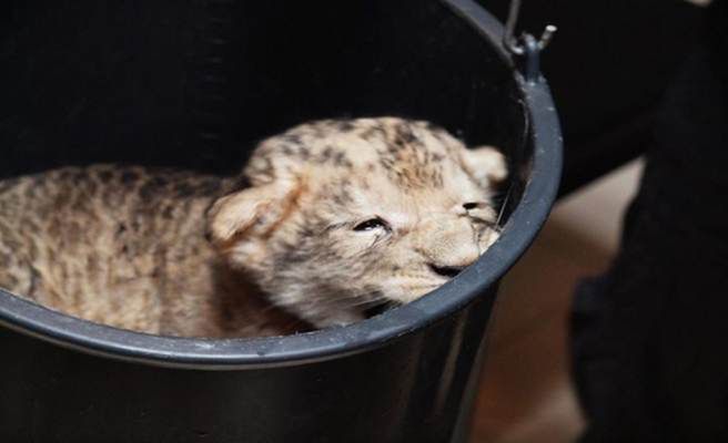 W gdańskim zoo urodziło się lwiątko