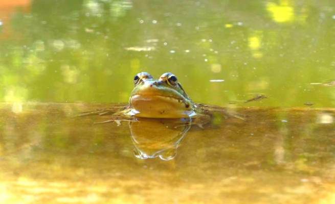 Gdańscy wolontariusze ratują żaby. Chcą chronić zagrożone gatunki płazów