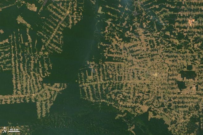 Największy w historii Amazonii "złodziej lasów" za kratami