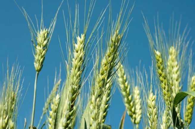 Państwa UE zatwierdziły przepisy ułatwiające zakazywanie upraw GMO