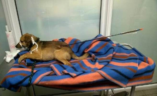 Gdyńska policja zamknęła sprawę psa śmiertelnie postrzelonego z łuku
