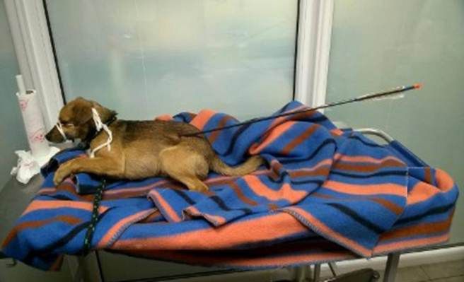 Gdyńska policja zamknęła sprawę psa śmiertelnie postrzelonego z łuku