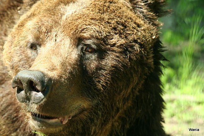Jeden z niedźwiedzi z poznańskiego zoo został uśpiony