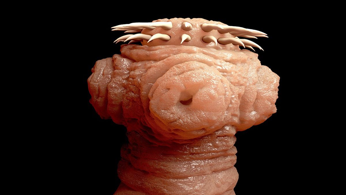 Tasiemiec. Fot. AdobeStock