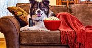 Puść psu w TV, a będzie zachwycony. Naukowcy stworzyli listę psich hitów