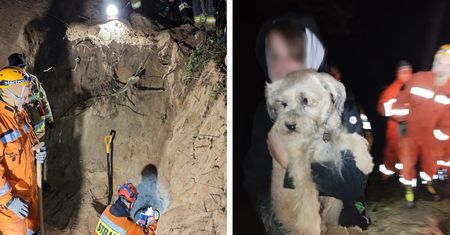 Piękny gest poznańskich strażaków. Pomogli psu, który utknął 3,5 metra pod ziemią