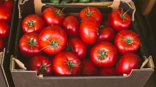 Wysłali pomidory do Polski. Zarobili 1,4 mld zł. Oto skąd pochodzą