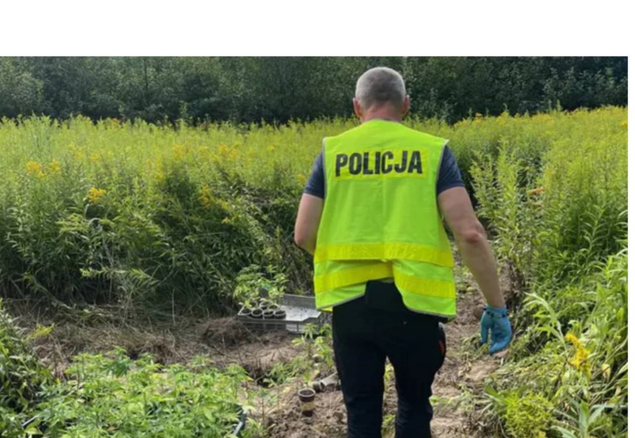 Dębno: Policja weszła na nieużytki – odkryli plantację konopi wartą fortunę