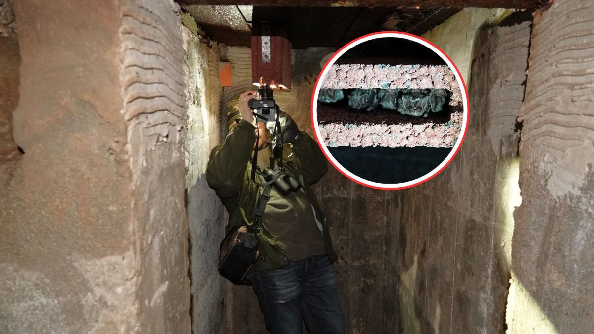 Skrzydlaci w uśpieniu