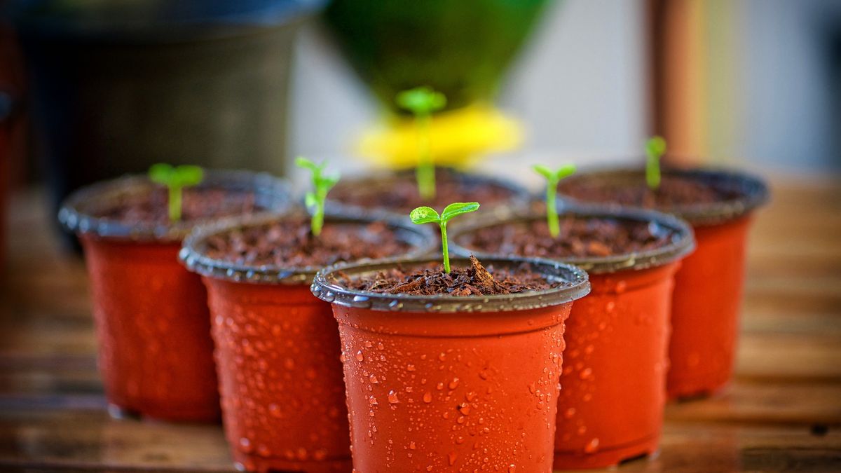 Biały nalot na doniczkach nie musi być pleśnią.