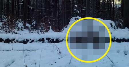 Leśnicy pokazali zdjęcie. "Przy odrobinie szczęścia…"