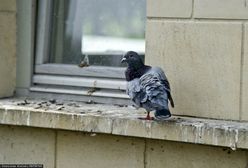 Hiszpania. Okradali używając ptasich odchodów. Trafili w ręce policji