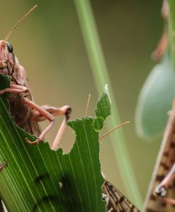 Szarańcza w natarciu. Wojsko wysłane do walki z plagą