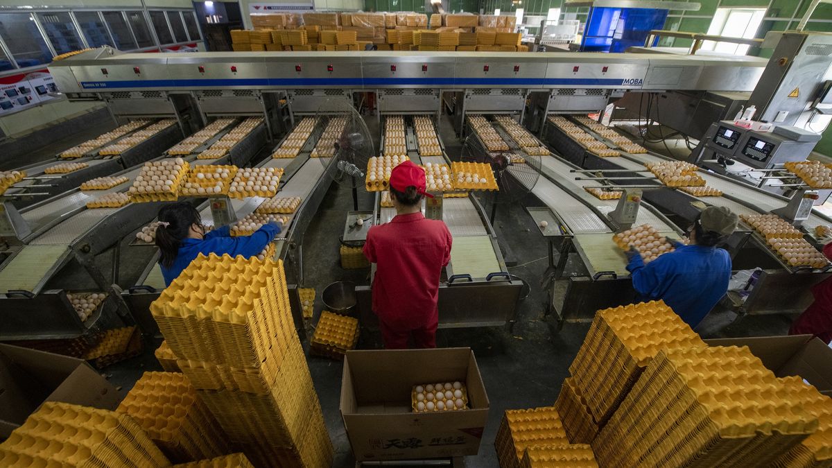 Chicken Farm In Wuzhou
WUZHOU, CHINA - JULY 11: Employees sort eggs at a chicken farm on July 11, 2023 in Wuzhou, Guangxi Zhuang Autonomous Region of China. (Photo by He Wenhua/VCG via Getty Images)
VCG
china, egg, guangxi zhuang autonomous region, production