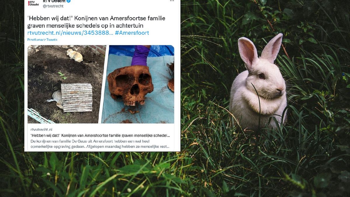 Holandia. Króliki wykopały zwłoki w przydomowym ogródku