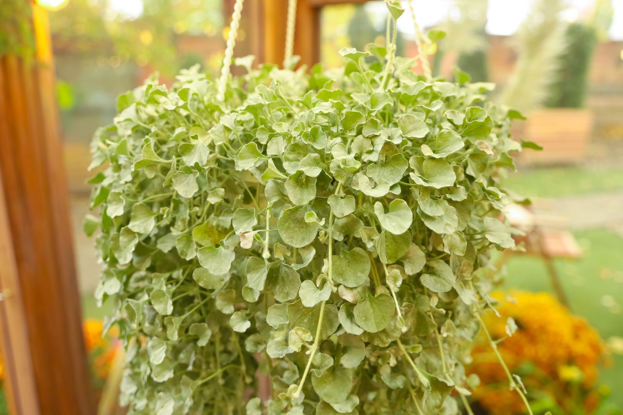 Dichondra