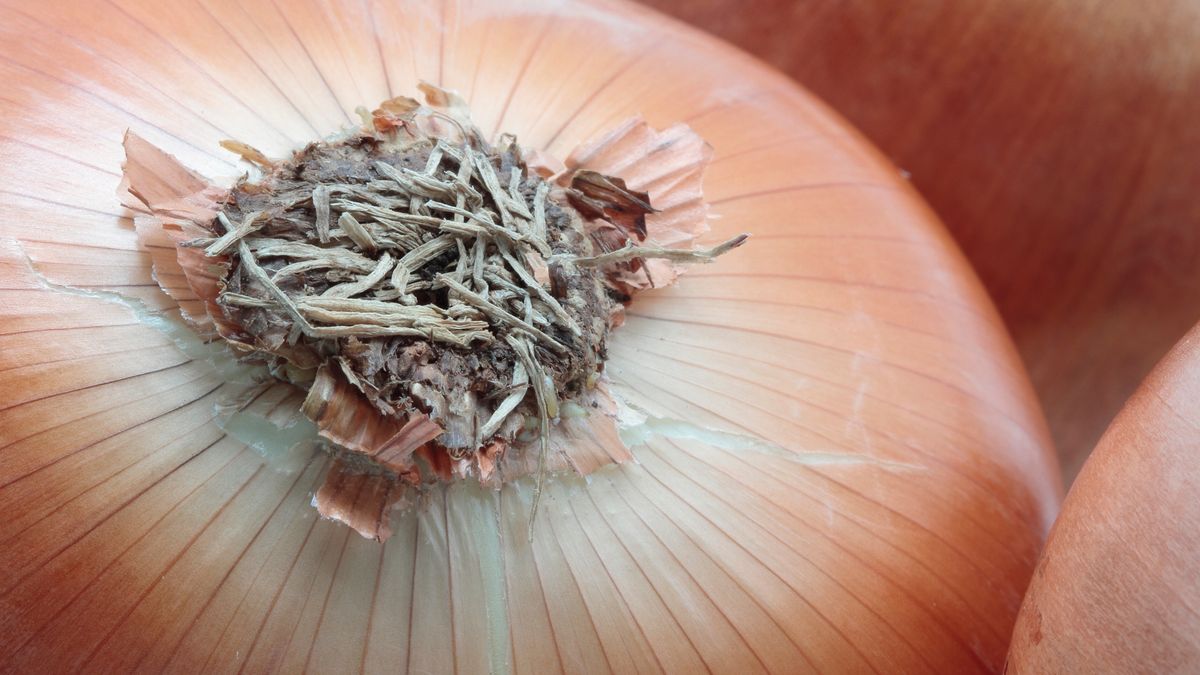 Jak przygotować miksturę z cebuli?