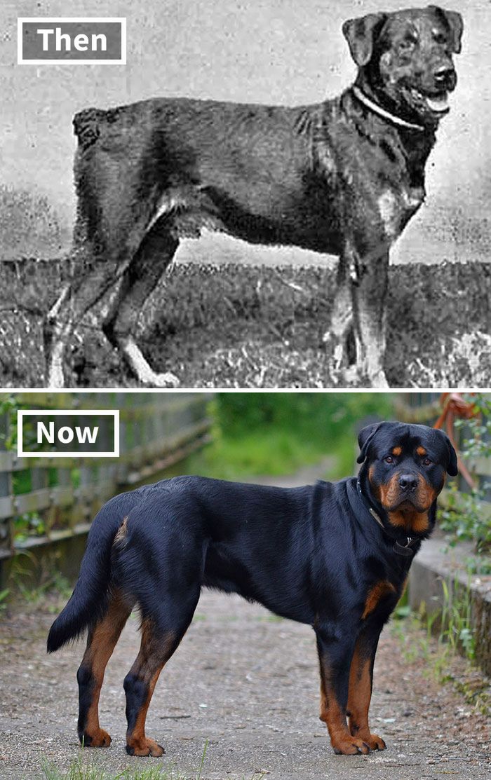 Rottweiler