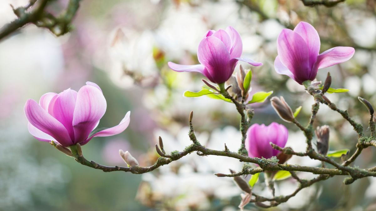 Kwitnąca magnolia