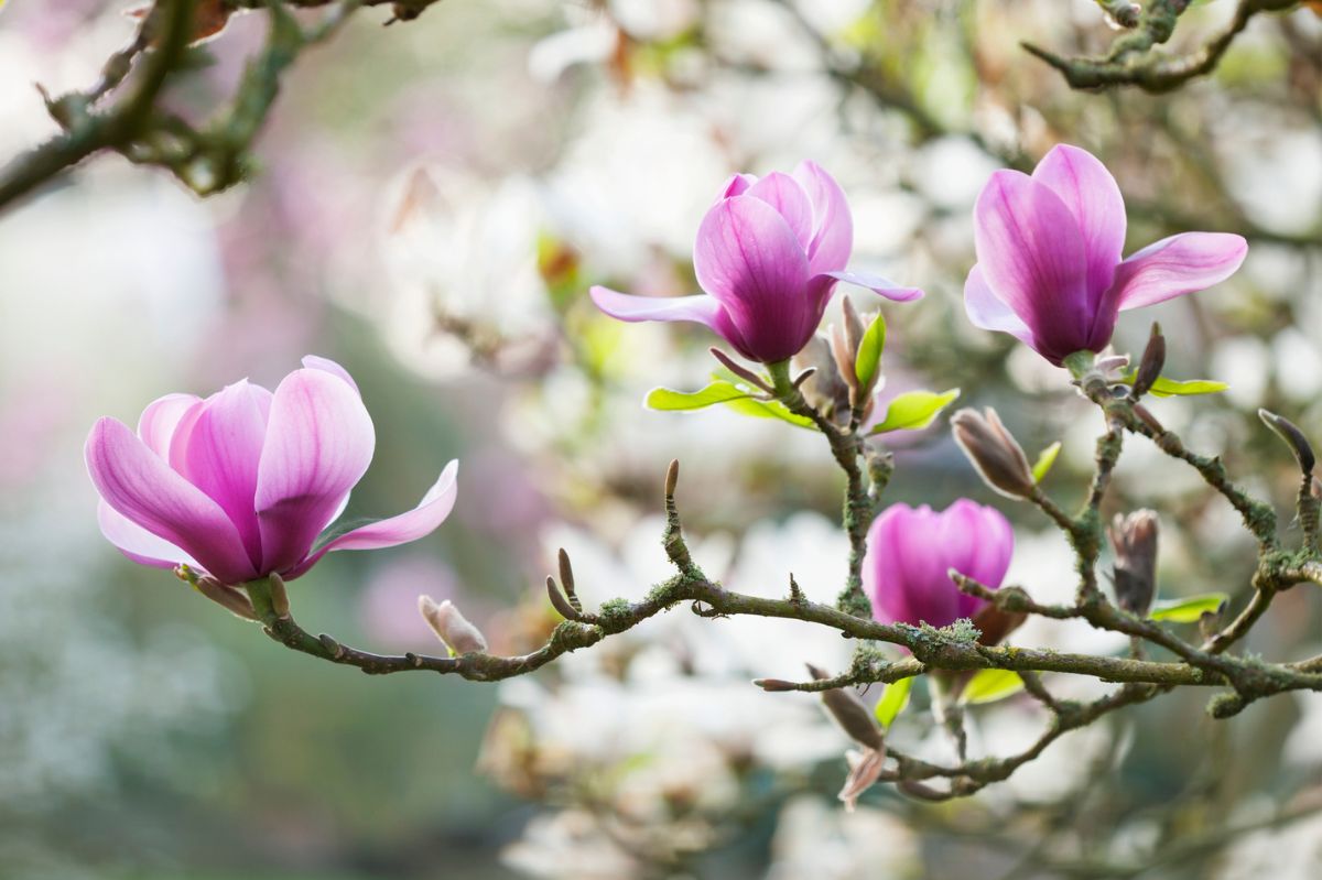 Kwitnąca magnolia