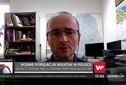 Wilki w Polsce coraz częściej atakują. Jest ich w naszym kraju za dużo?
