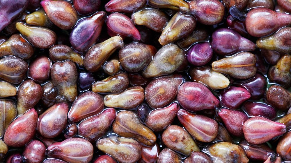 estki winogron są bogate w silne antyoksydanty